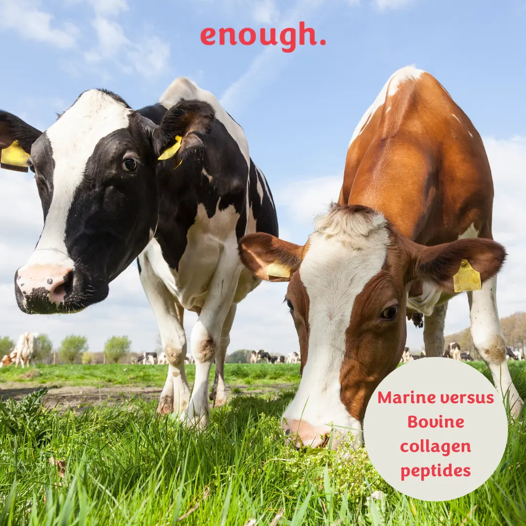 Picture of two healthy, happy cows grazing on grass to show that our collagen is sourced from Swiss bovine cattle